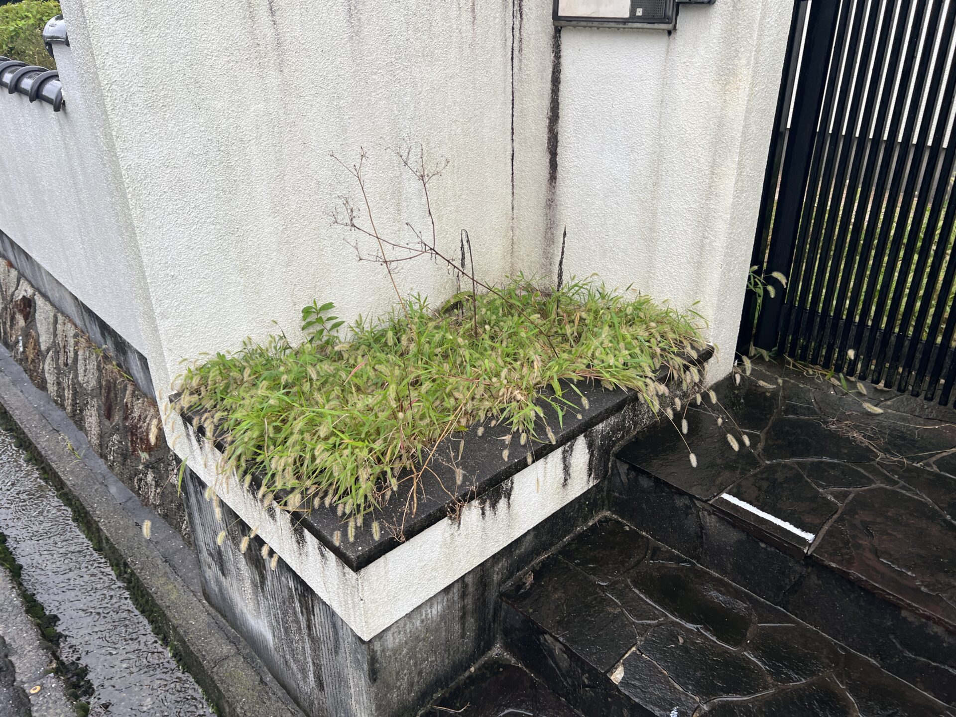 【庭木】剪定作業・雑草撤去作業